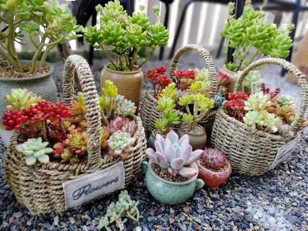 做狮头玩多肉桂城东二职工家这两场diy课程喊你来参与