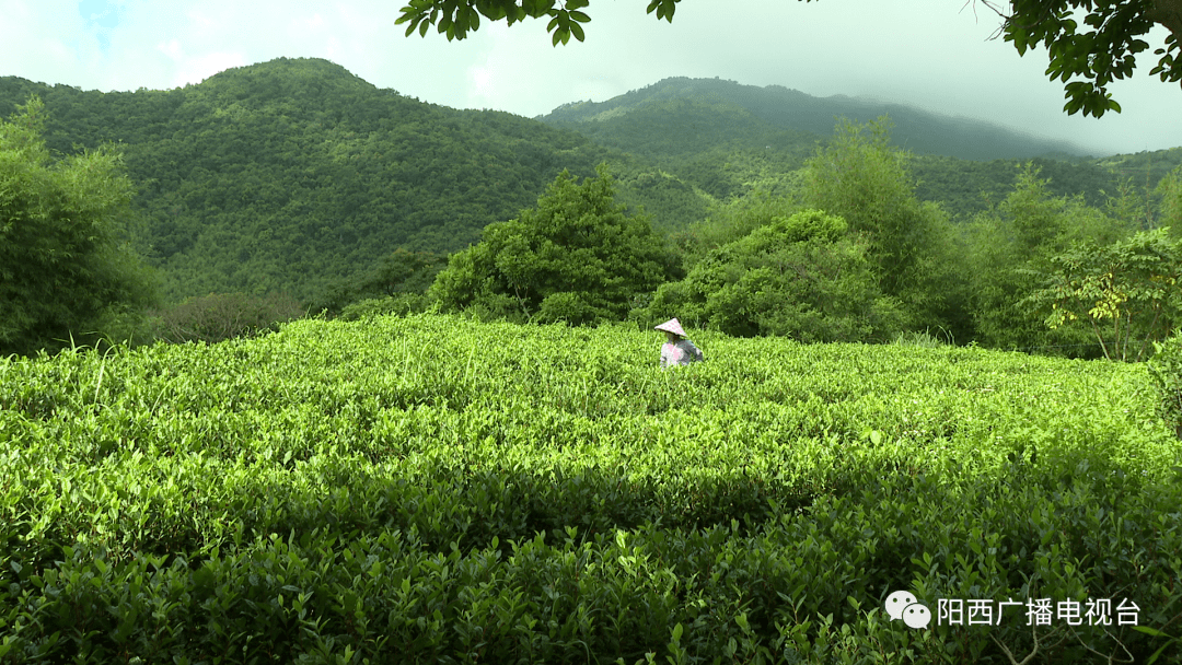 阳西东水山秋茶上市了