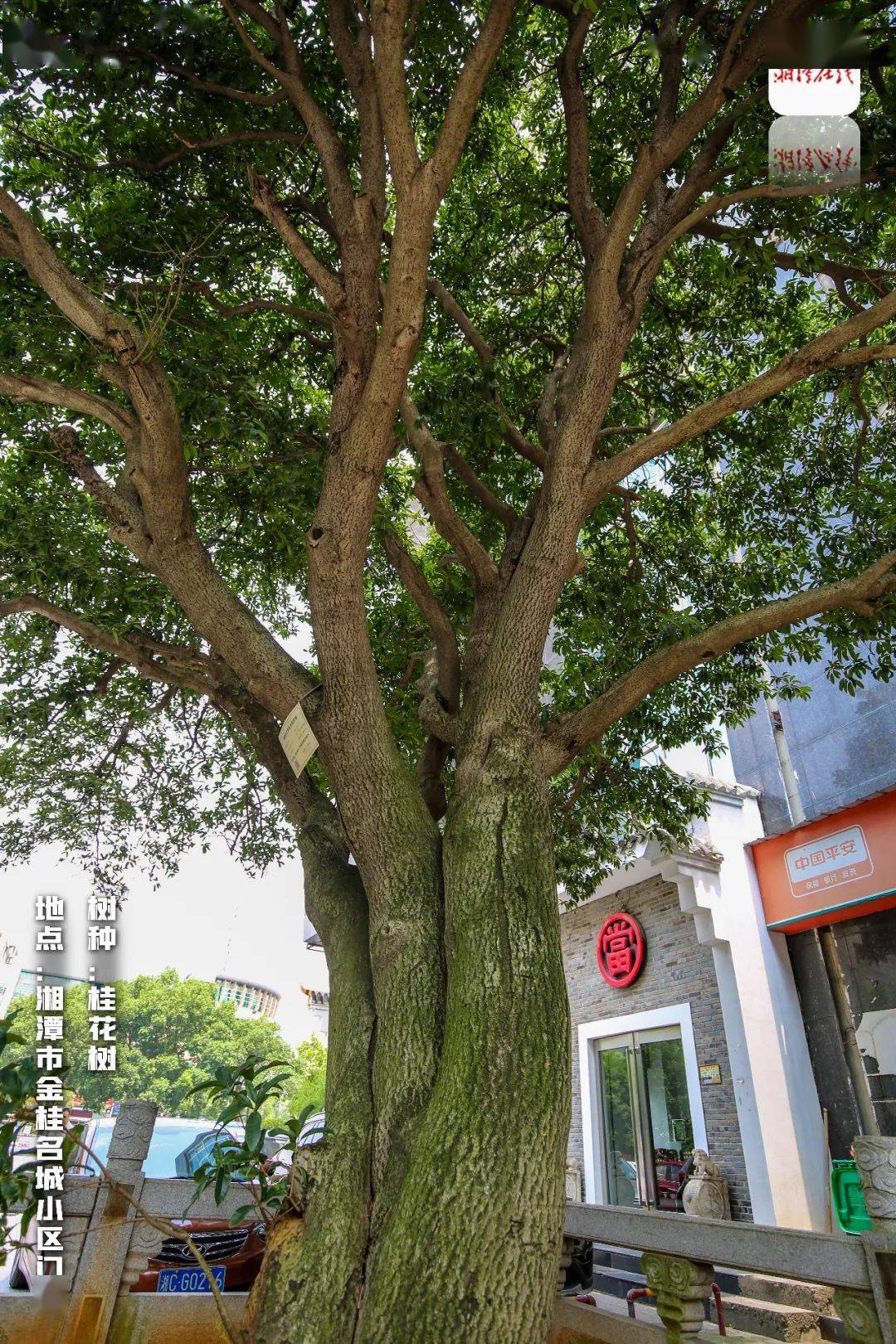 藏于湘潭闹市的这些树,已美了上百年!你认识几棵?