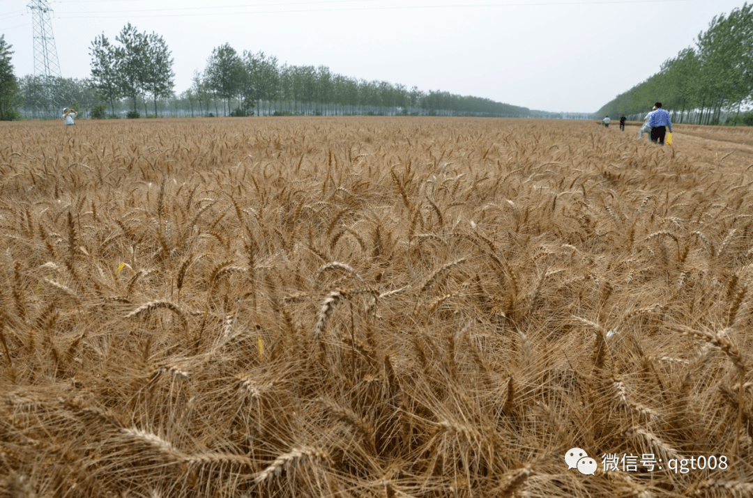 亲耕田优质麦种推荐——扬辐麦4号