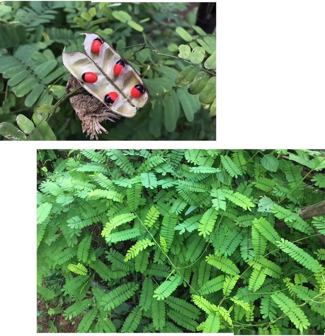 【鸡骨草】藤叶可炖汤或泡茶,但其种子乃"相思豆",有毒之品,不可食用!