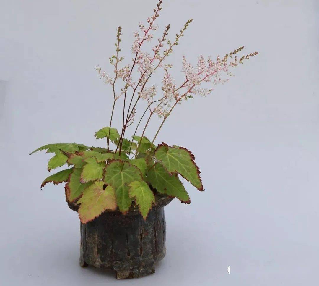 史上最全的山野草图鉴_日本