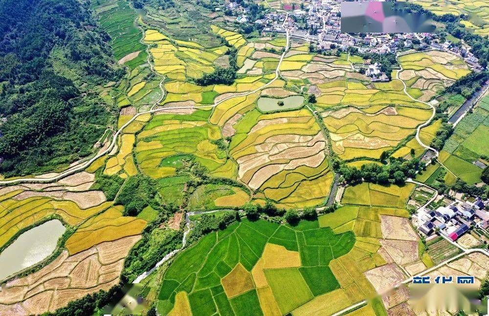 新华网镜头下新丰乡的田园风光也太美了