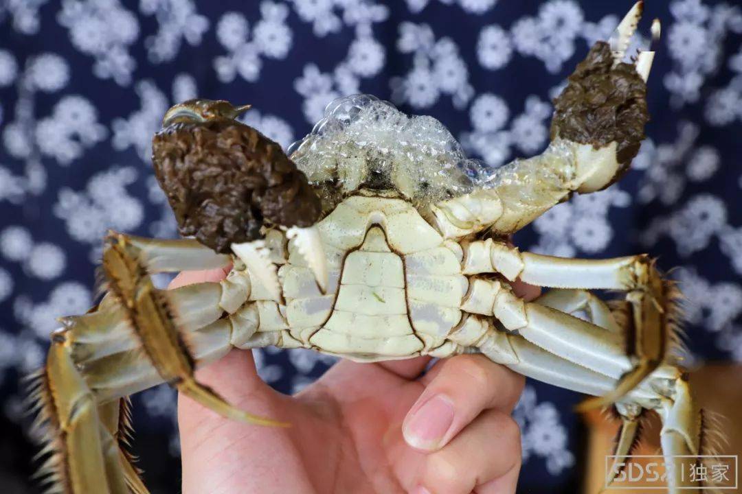 中 所发售的每只蟹(不含绳)的规格 要求捆绑螃蟹的蟹绳必须采用符合