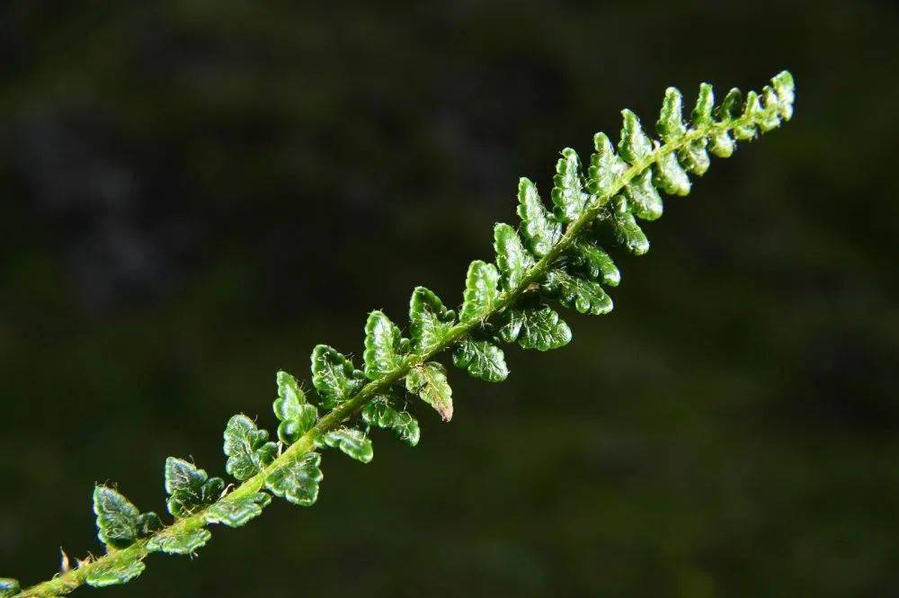 植物种类大全(爬藤植物种类大全)