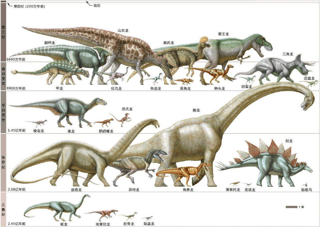 恐龙名称对照图 类型图片