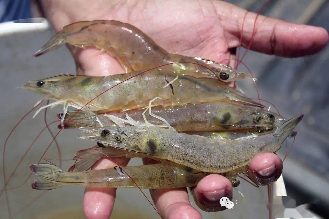 新神器对付虾的白便病有新策略