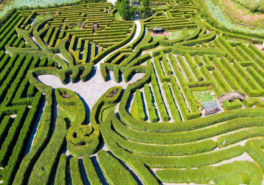 江苏盐城:秋季荷兰花海美如画