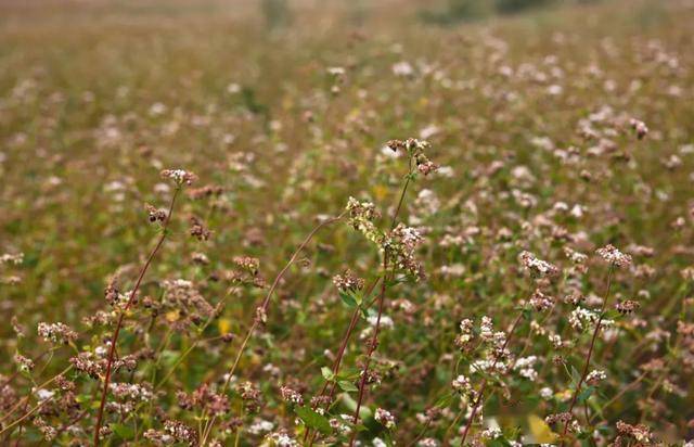 本草纲目故事荞麦善治肠胃积滞