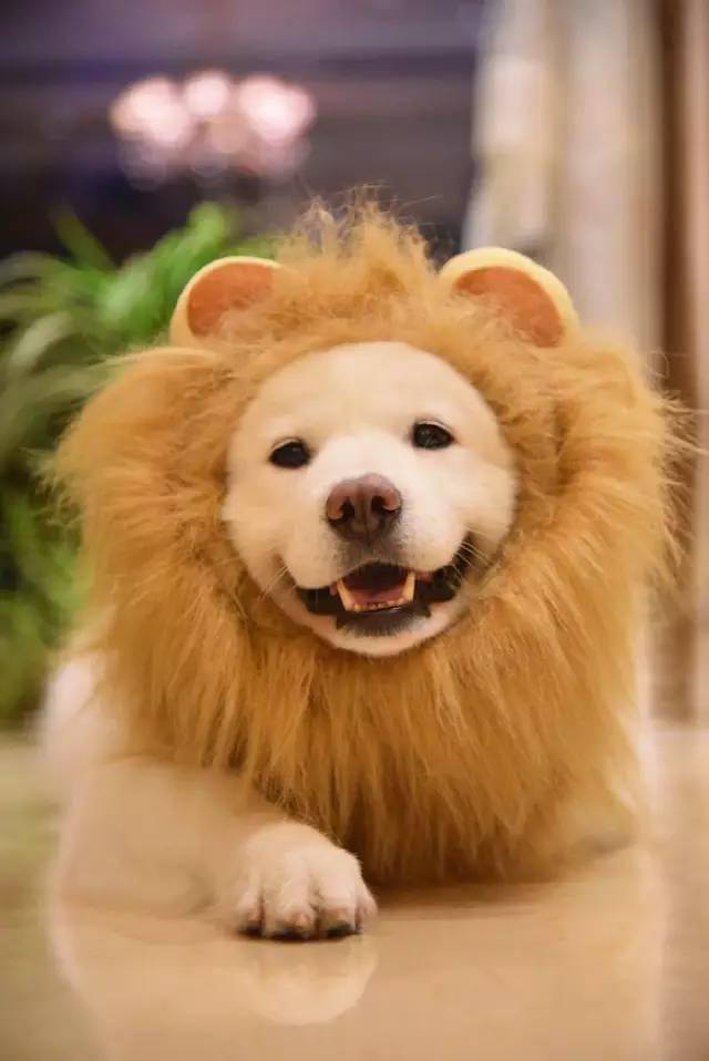 妞妞,讲真,作为一只狮子你好像没啥威严_萨摩