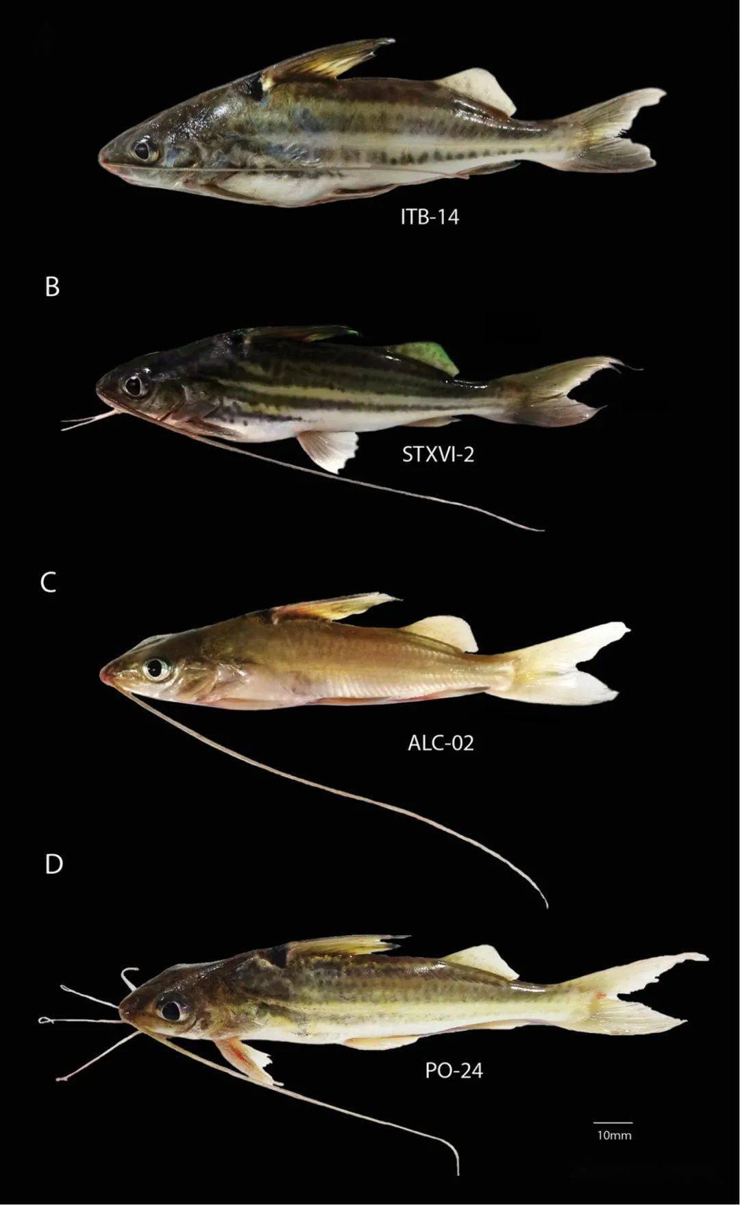 每天认识一种南美鱼96金背东沙鸭嘴