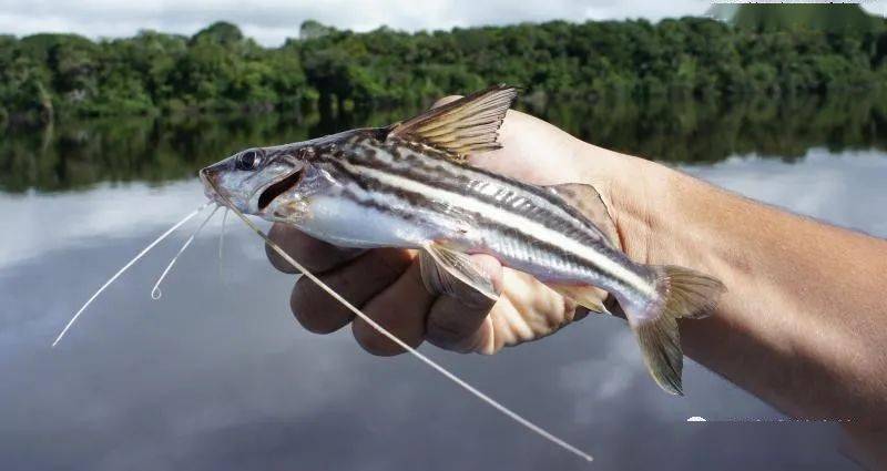 每天认识一种南美鱼96金背东沙鸭嘴