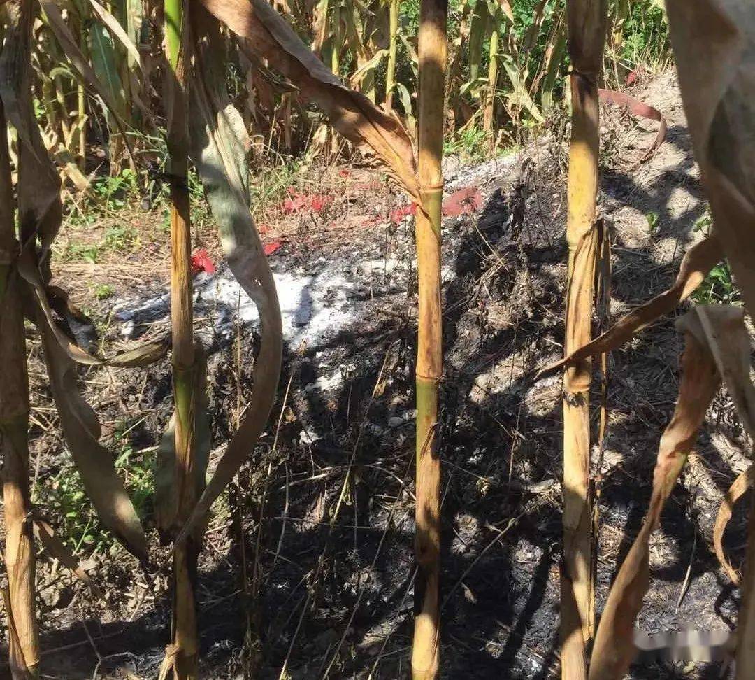 蒙城这把火,烧了30多亩玉米地!_手机搜狐网