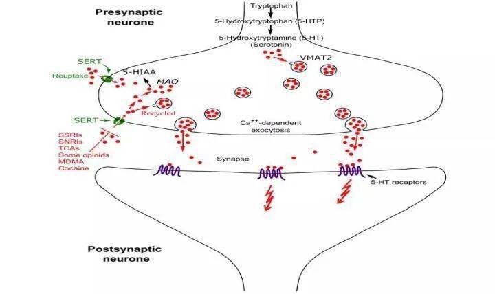 5羟色胺综合征潜藏的不良反应