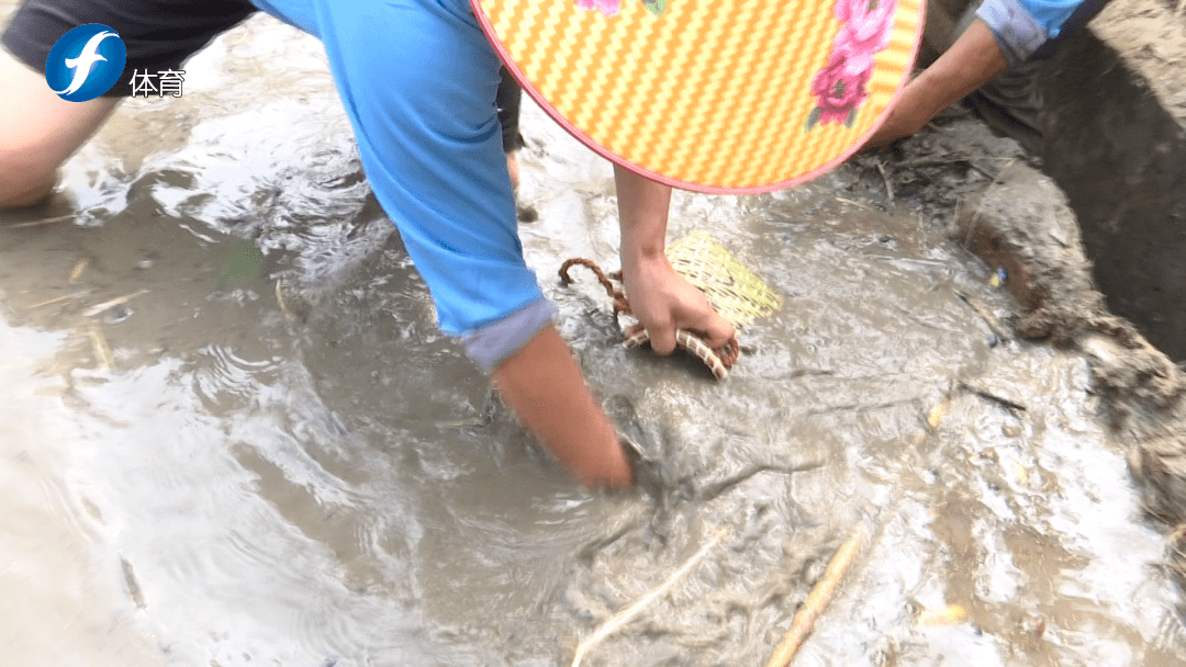 稻田抓泥鳅这个比赛真好玩