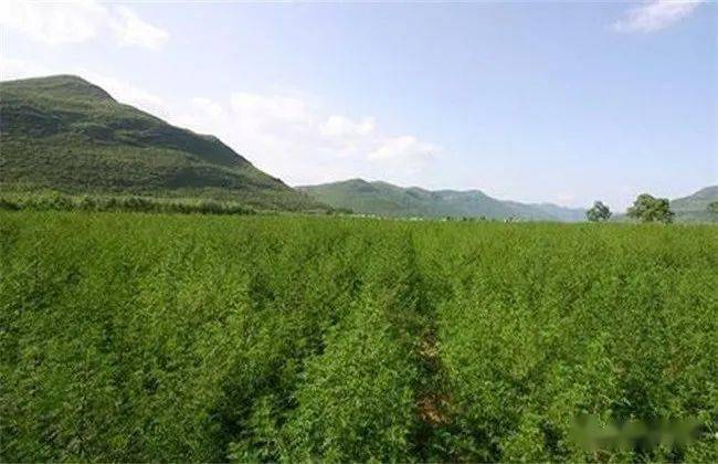 青蒿易种钱景好成为农民朋友的脱贫致富草