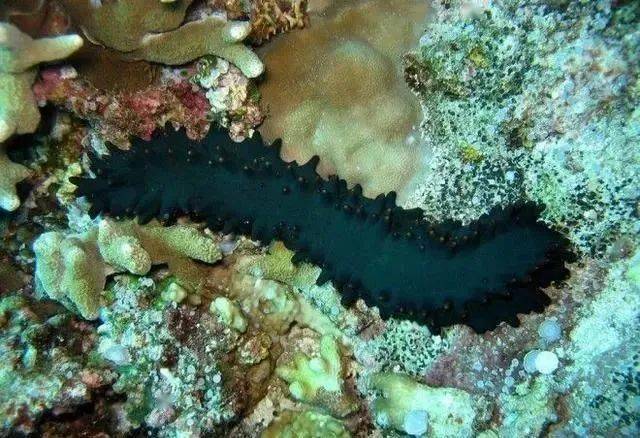 没有大脑也能活得很好,你了解这几种神奇的动物吗?