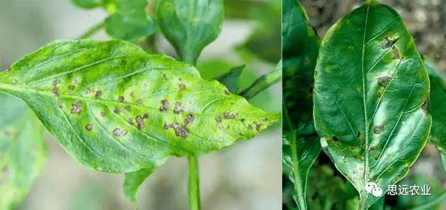 醚菌酯,氟啶菌胺,硫磺,腈菌唑,苯醚甲环唑,己唑醇,氟硅唑,腐霉利,甲托