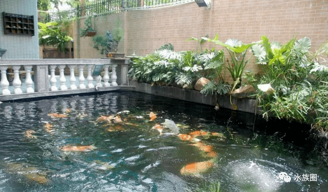 庭院养鱼,我只服这些人,百吨豪华鱼池,历时一年终于建成!