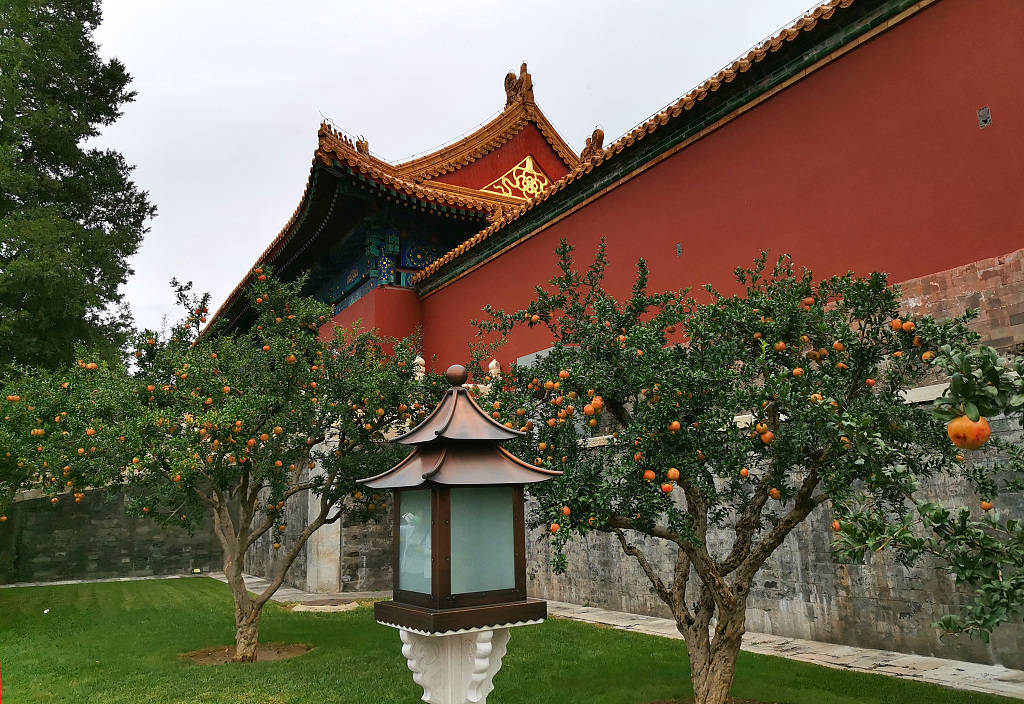 北京:故宫石榴成熟 硕果累累秋色美