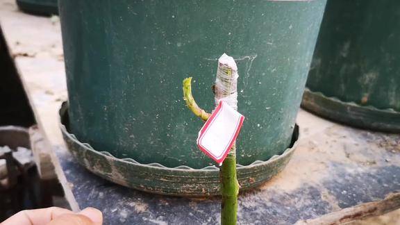 愈伤组织长什么样我们拆开一个嫁接口给大家看一下