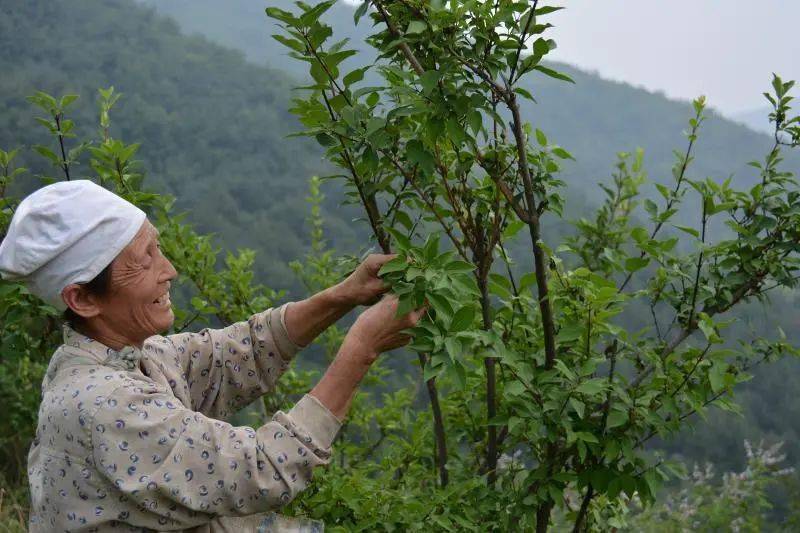 村民採摘連翹待連翹掛果後,公司採取僱用村民採摘或定價回收的方式