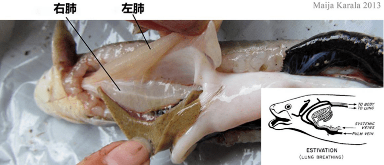 鱿鱼的结构图图片