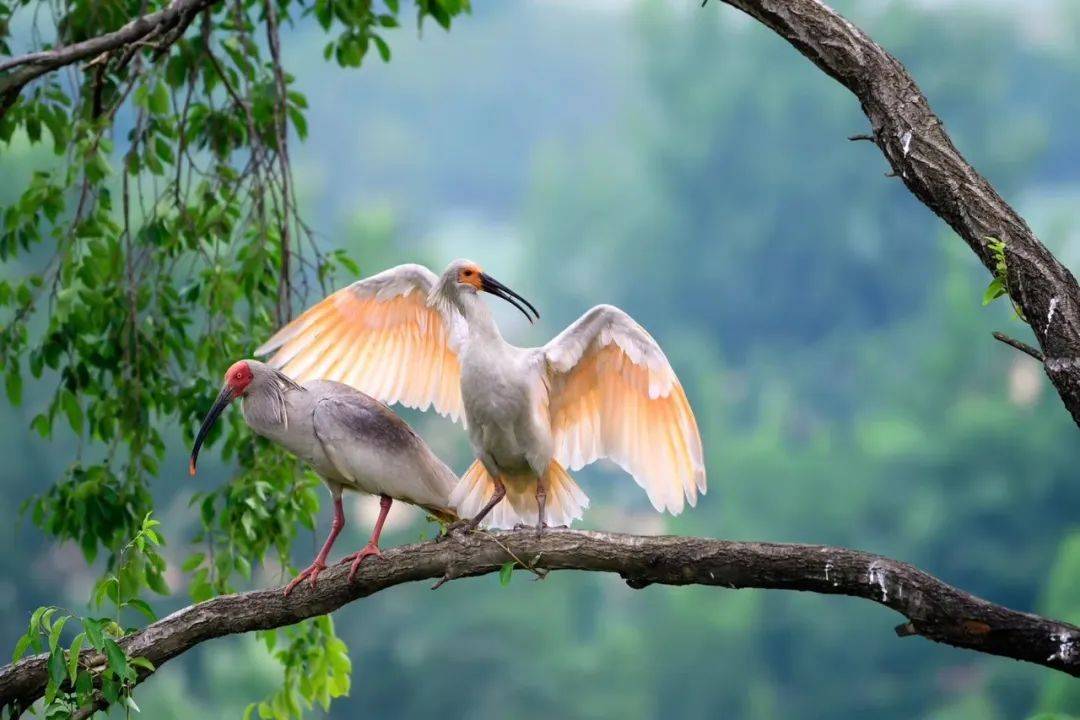 惊喜!朱鹮首次现身岚皋