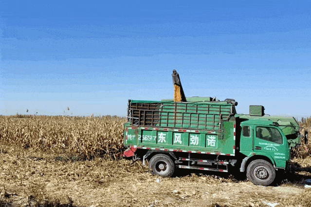 去现场看看_玉米