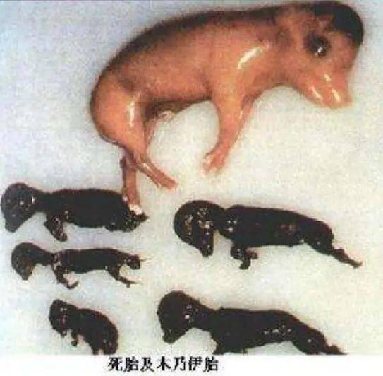 母猪产木乃伊胎图片