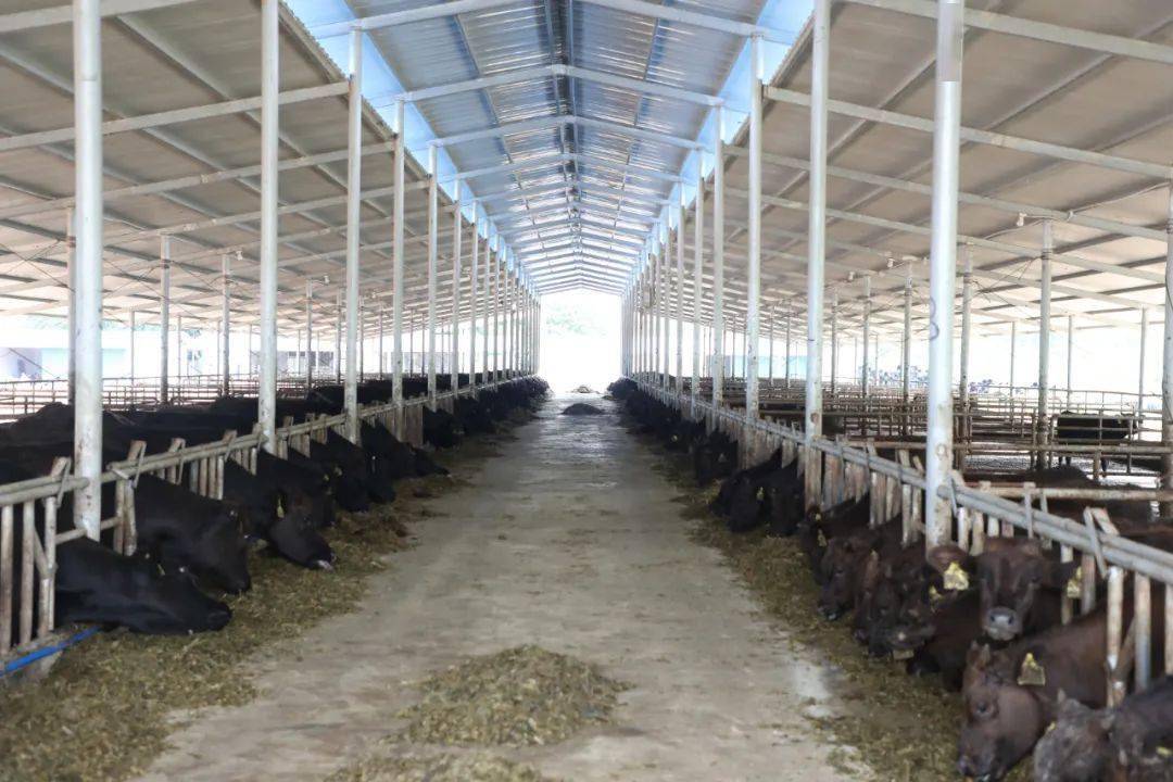 近日,记者在位于邦溪镇大米村委会大石村的和牛产业扶贫项目基地看到