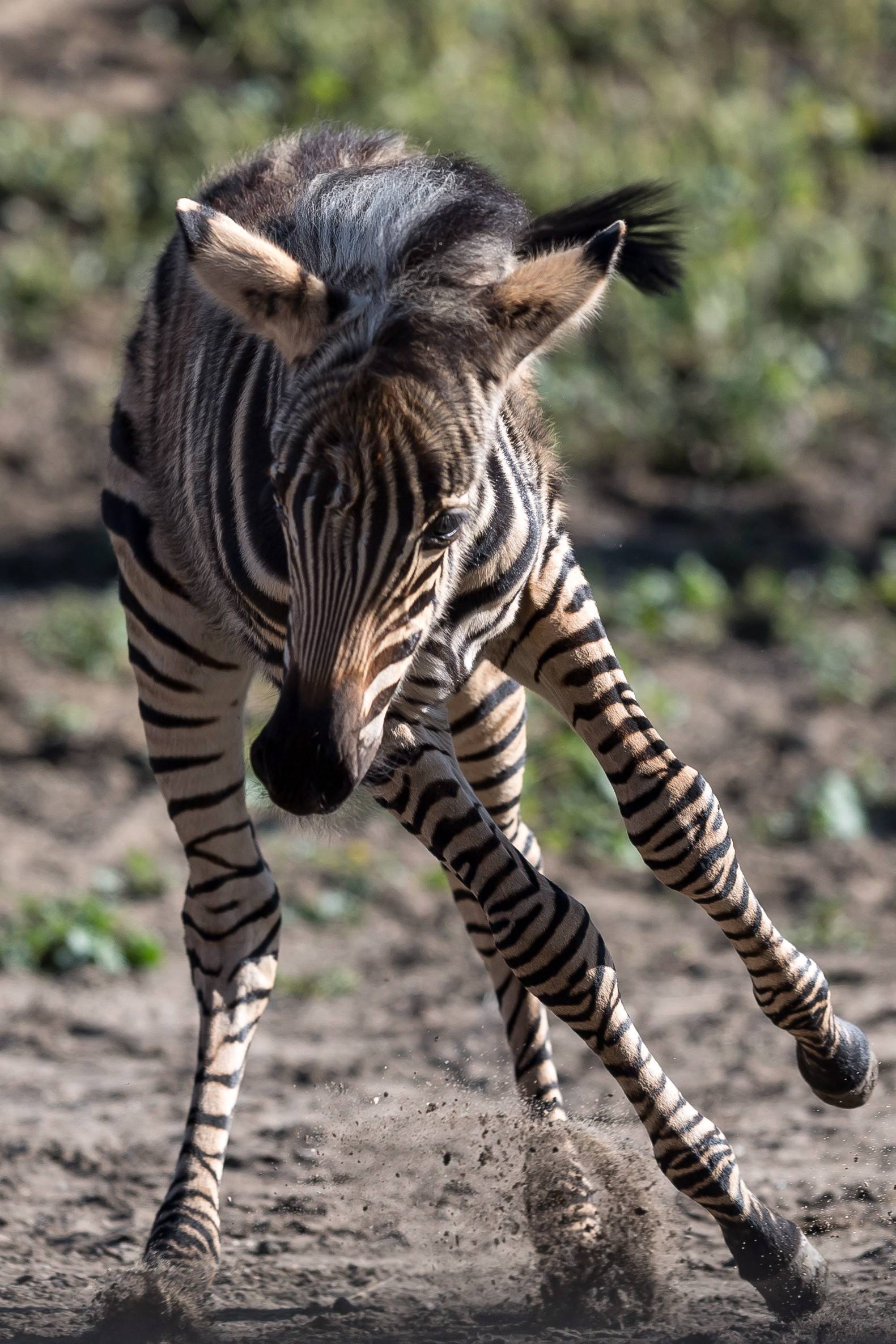 新华社/欧新这是9月11日在波兰弗罗茨瓦夫动物园拍摄的小斑马.