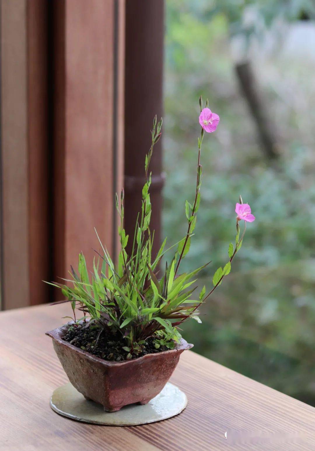 200盆日本极品山野草盆景作品欣赏