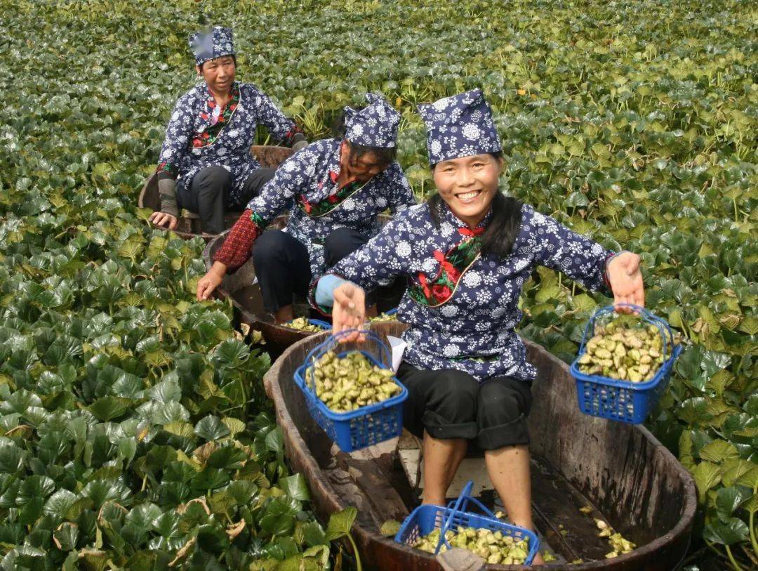 秀色江南处处采菱归