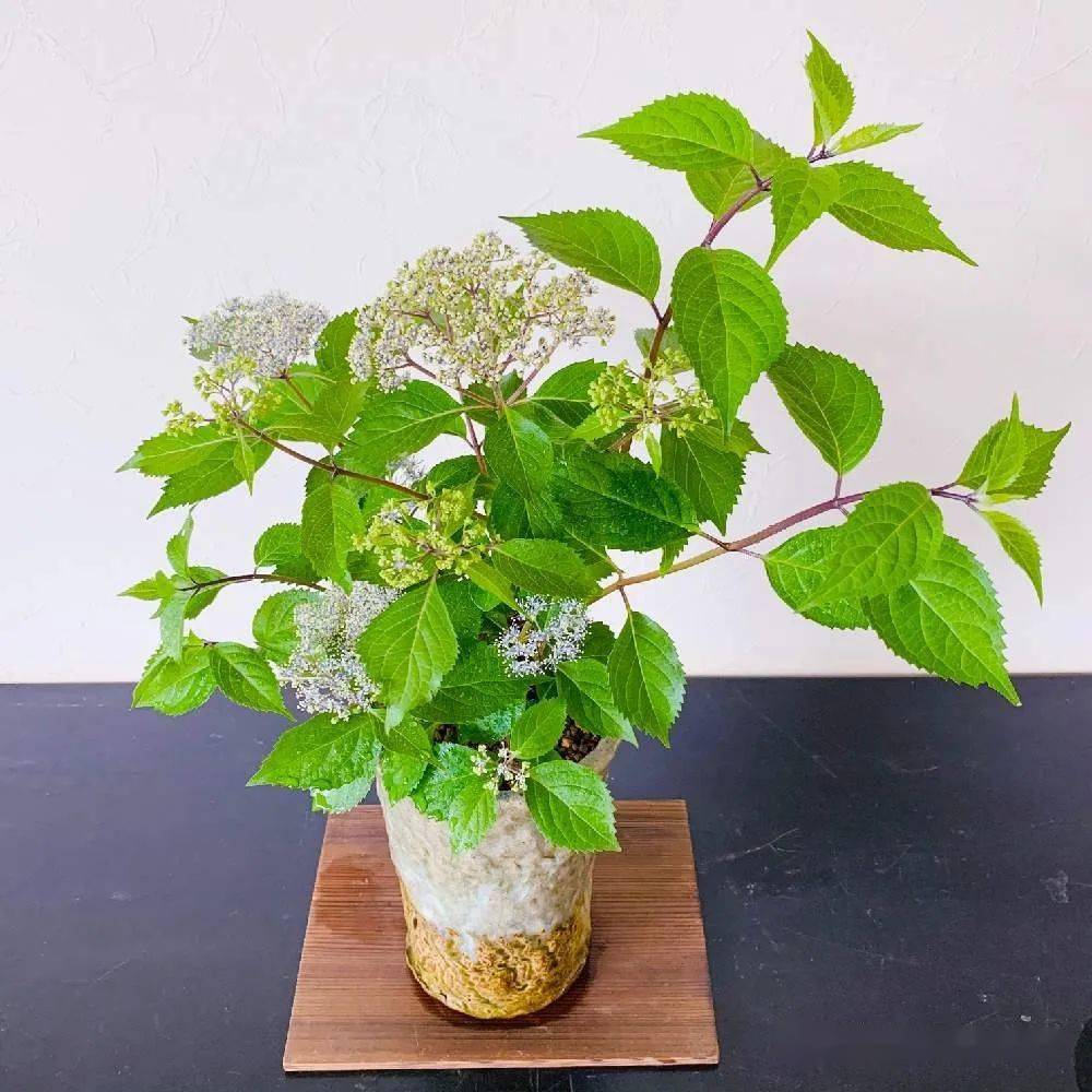 200盆日本极品山野草盆景作品欣赏