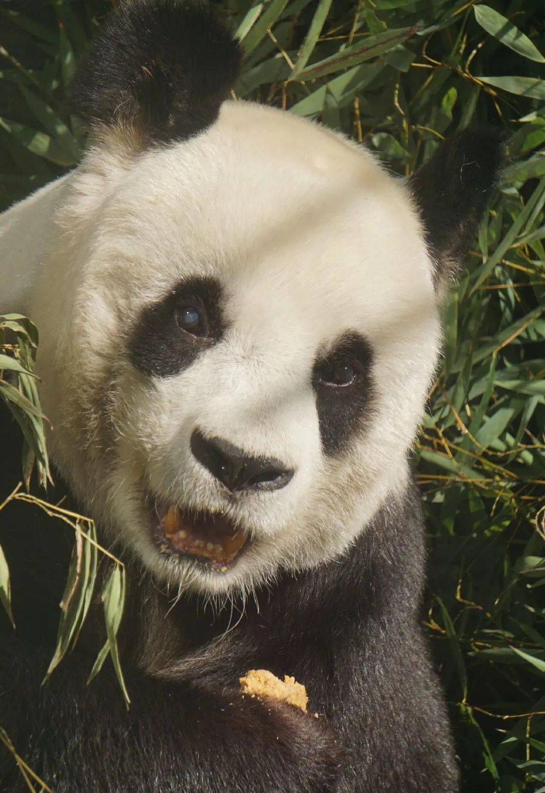 高龄大熊猫"雷雷"去世:再道一声"你好吗"