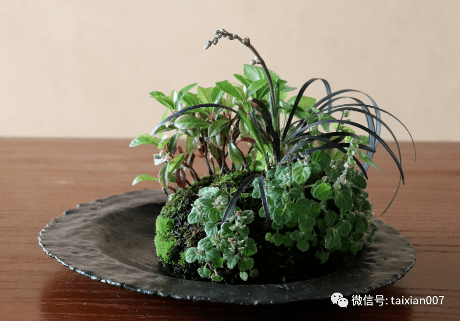 200盆日本极品山野草盆景作品欣赏