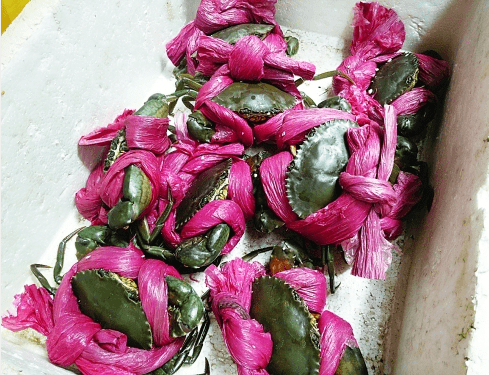 温州出手5公斤的蝤蛑1公斤是绳子