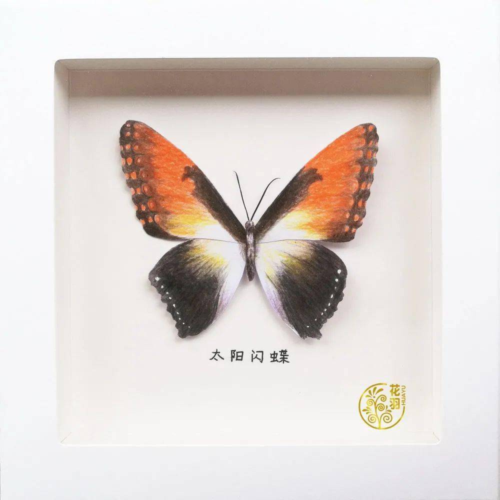 手绘手工制作小礼物仿真蝴蝶标本