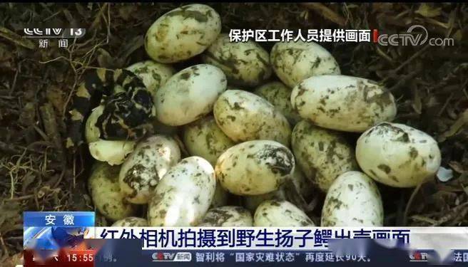 全国首次野外记录扬子鳄宝宝破壳