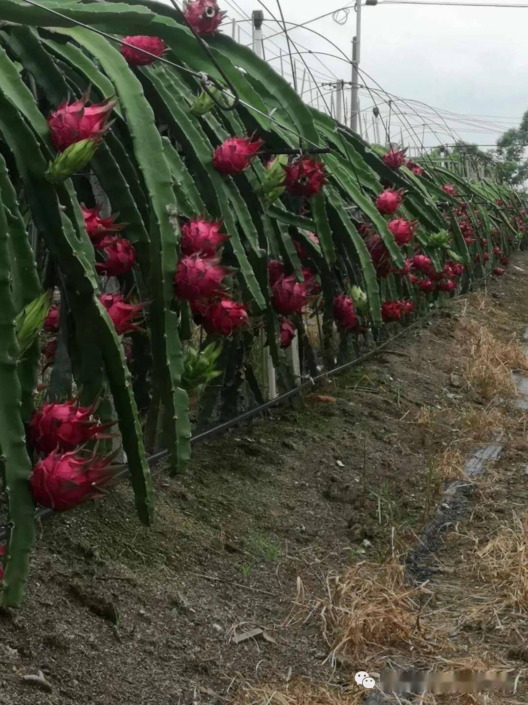 火龙果栽培排式架构改良详解!