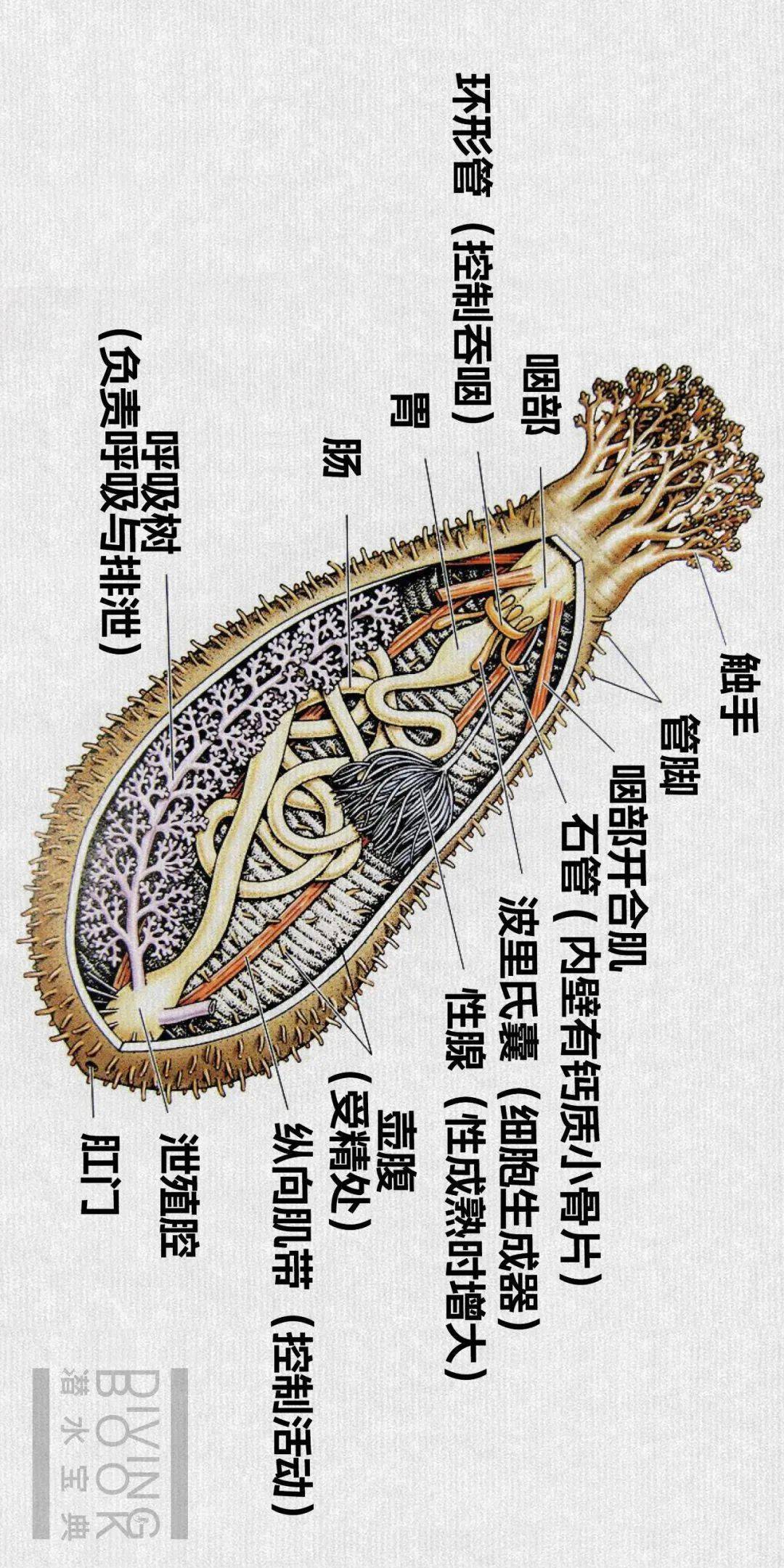 海参解剖结构图图片