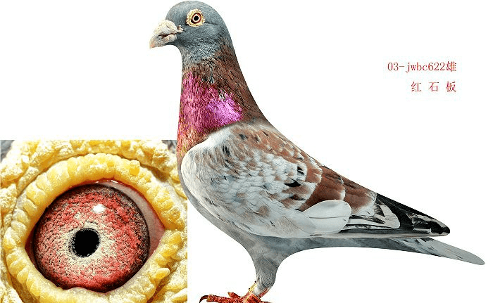 詹森红狐,西翁,高家绛,这红鸽子的区别在哪?