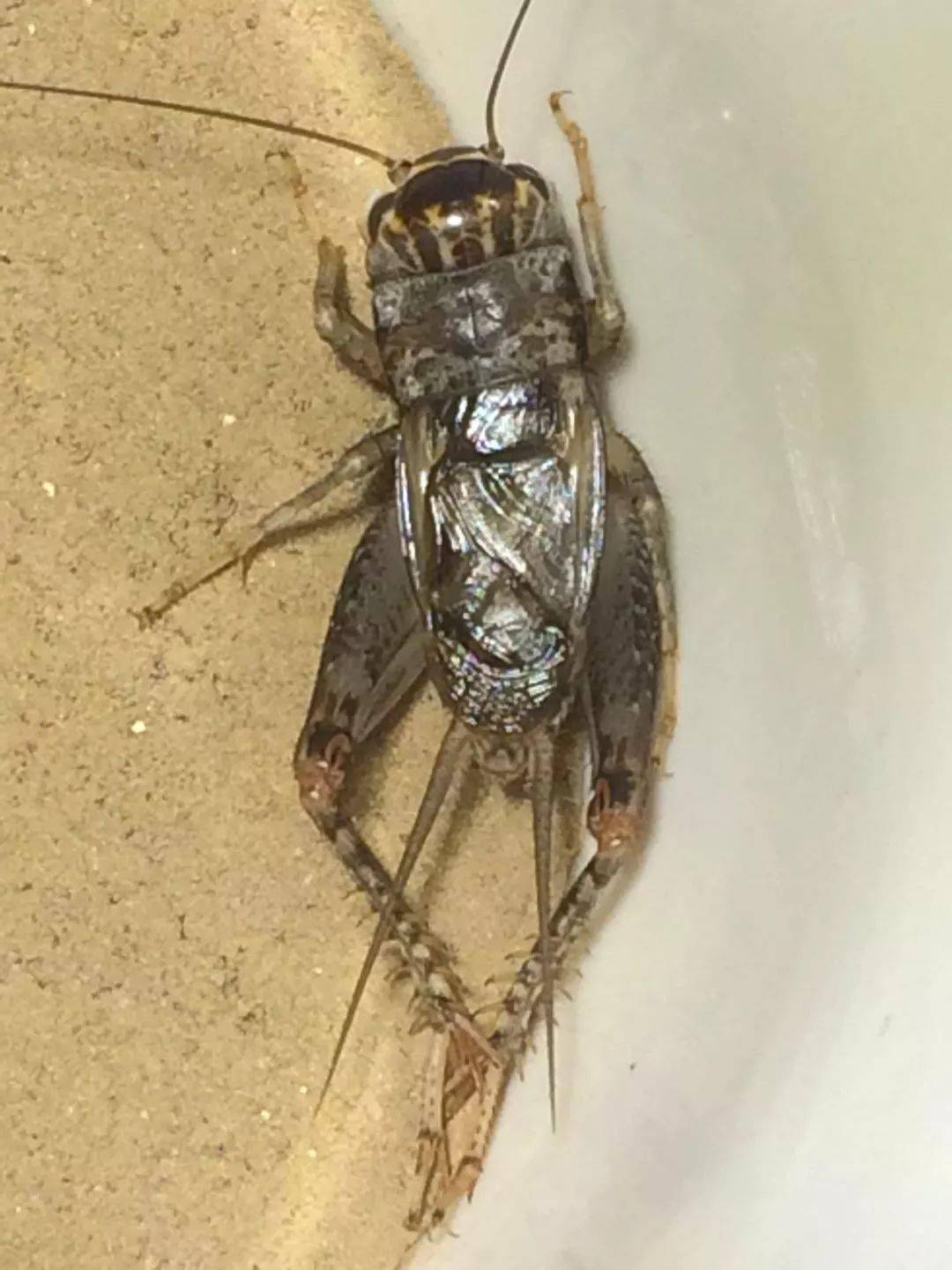 2018年东平凶将一生未败_蛐蛐