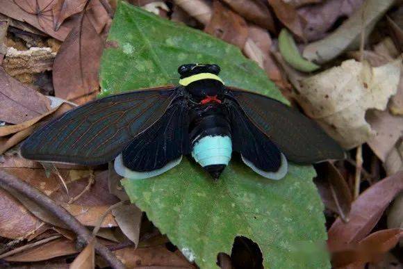 物种图册青襟油蝉公布44期猜动物的答案