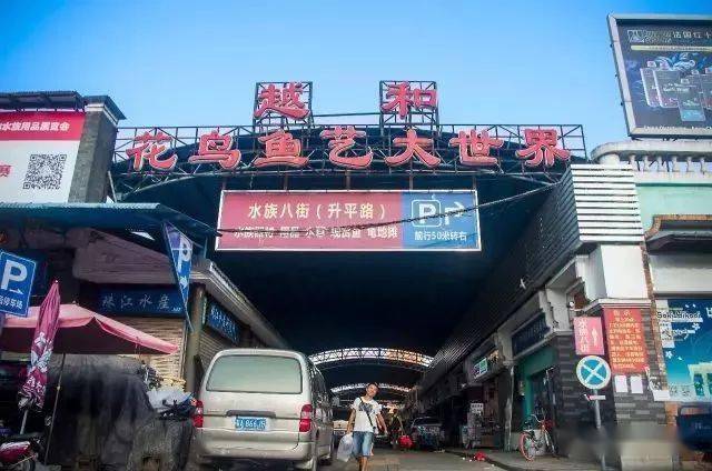 武汉最大的花鸟市场图片