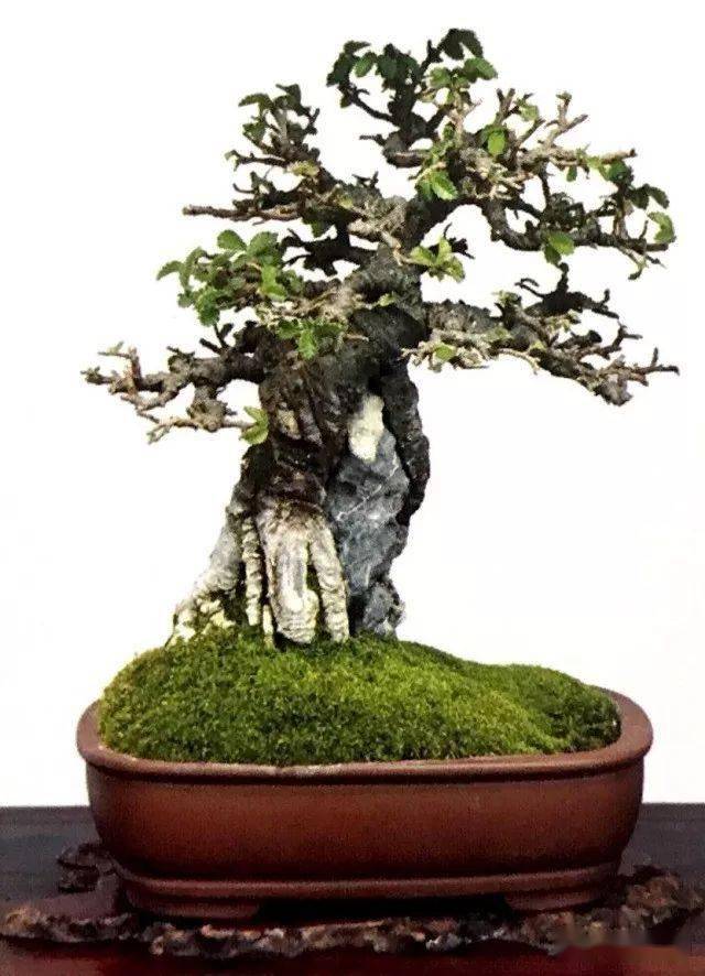 精心创作出一盆附石盆景,让生活随着它的生长更有盼头