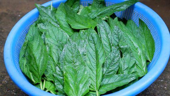 芝麻叶好吃我怎能错过呢摘点回家保存起来吃一年都还是新鲜的