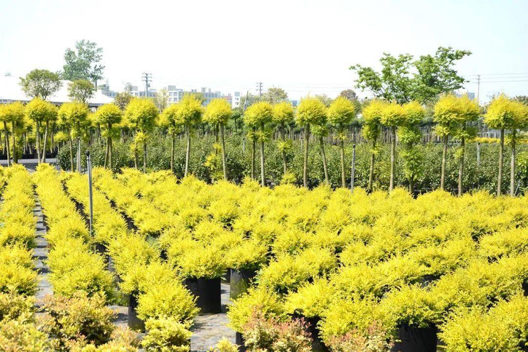 等小苗生长到一定高度后,然后再在苗圃地重新调整种植密度,进行定植