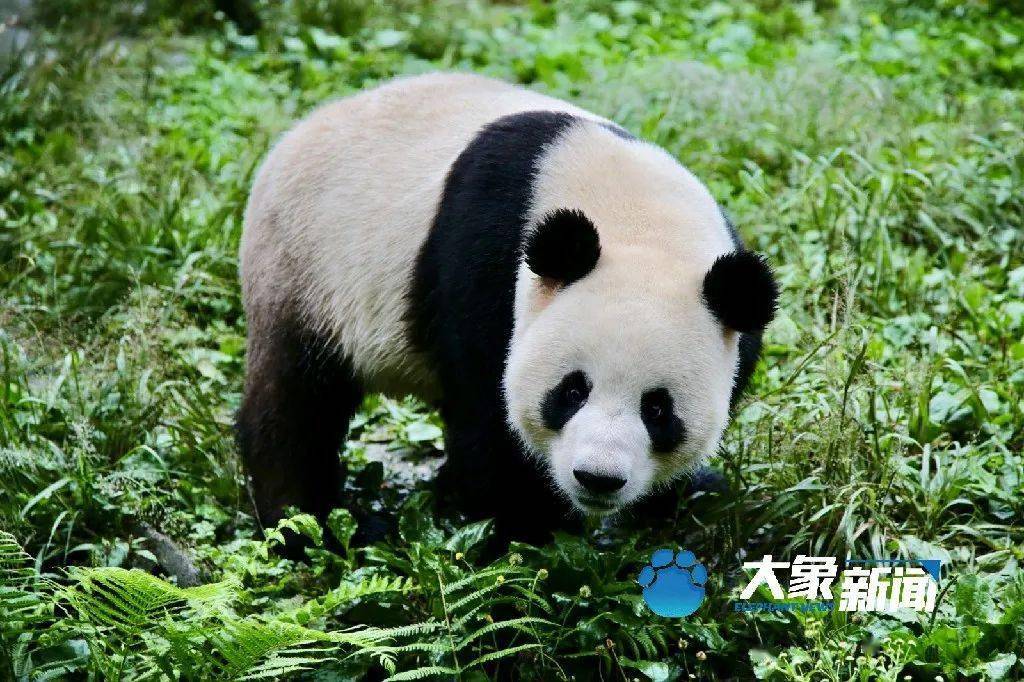 一路上竟然备了1200斤"猫粮"._大熊猫